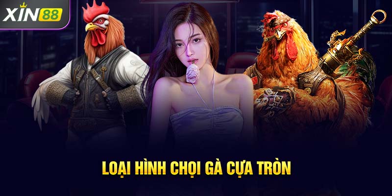 Loại hình chọi gà cựa tròn